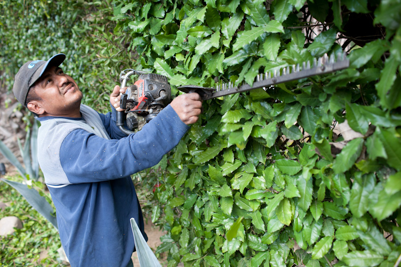Worker Pruning Bushes with Electric Clipper